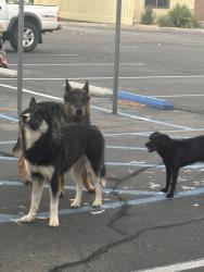 Found/Stray Unknown Dog last seen Del rey elementary, Victorville, CA 92395