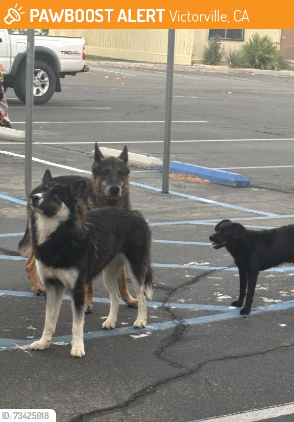 Found/Stray Unknown Dog last seen Del rey elementary, Victorville, CA 92395