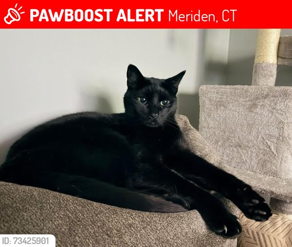 Lost Male Cat last seen S. Curtis also Gale Ave, Meriden, CT 06450