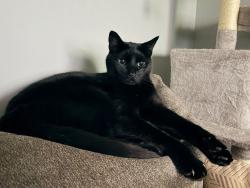 Lost Male Cat last seen S. Curtis also Gale Ave, Meriden, CT 06450