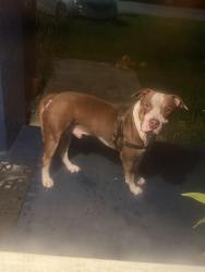 Found/Stray Male Dog last seen 34th ct and 63 ave Miramar 33023, Miramar, FL 33023