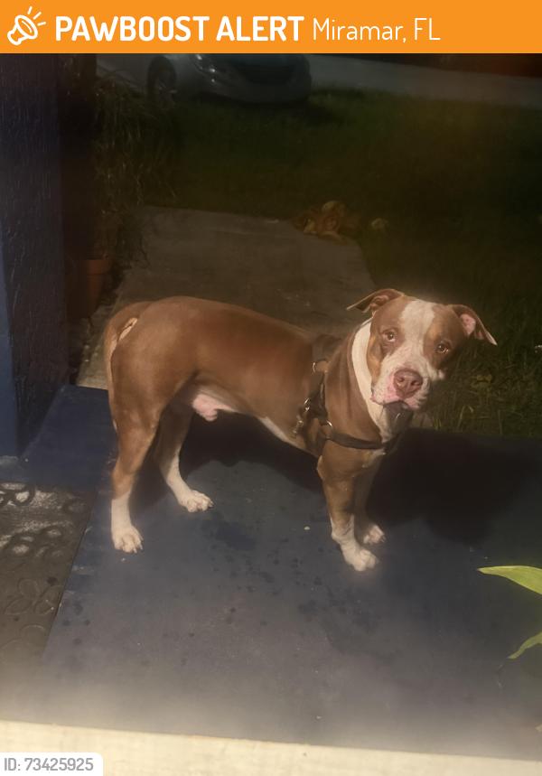 Found/Stray Male Dog last seen 34th ct and 63 ave Miramar 33023, Miramar, FL 33023