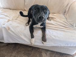 Found/Stray Female Dog last seen Garrison rd and gunter rd, Greenville County, SC 29673