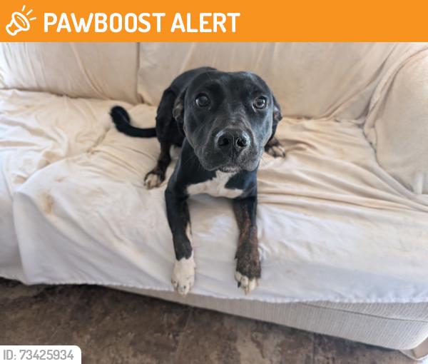 Found/Stray Female Dog last seen Garrison rd and gunter rd, Greenville County, SC 29673