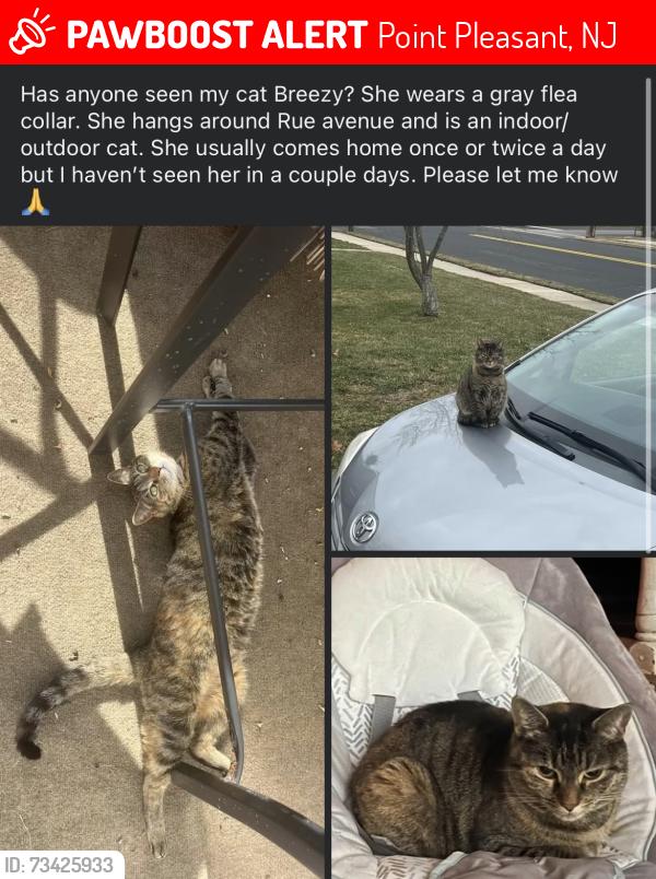 Lost Female Cat last seen Rue ave, Clayton drift, leighton, Point Pleasant, NJ 08742