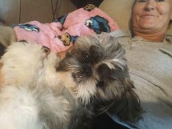 Lost Male Dog last seen 37th St, Topeka, KS 66609