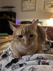Reunited Male Cat last seen Walden s, Wilmington, DE 19808