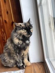 Reunited Female Cat last seen Heidlersburg/Gettysburg, Gettysburg, PA 17325
