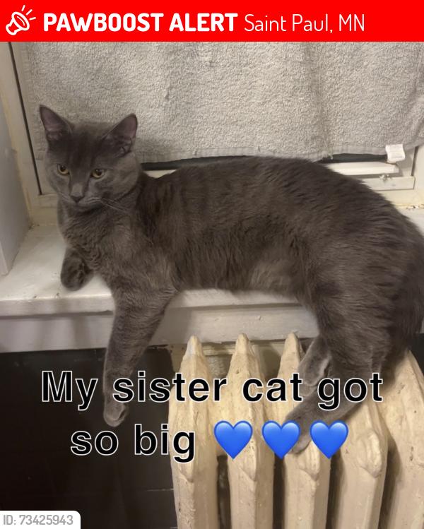 Lost Male Cat last seen Ross and E 7th st, Saint Paul, MN 55106