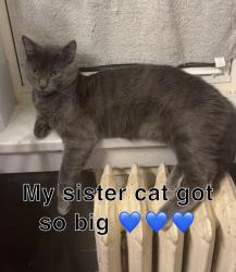 Lost Male Cat last seen Ross and E 7th st, Saint Paul, MN 55106