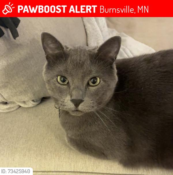 Lost Male Cat last seen Evergreen Drive, Evergreen Court, Echo Park Elementary School, Burnsville, MN 55337