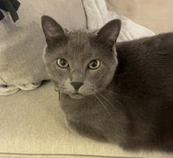 Lost Male Cat last seen Evergreen Drive, Evergreen Court, Echo Park Elementary School, Burnsville, MN 55337