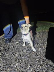 Found/Stray Male Dog last seen Simpson Mill rd, Henry County, GA 30228