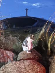 Found/Stray Unknown Cat last seen vista sandia equestrian park, Albuquerque, NM 87109
