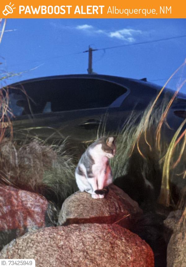 Found/Stray Unknown Cat last seen vista sandia equestrian park, Albuquerque, NM 87109