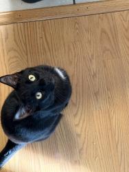 Reunited Male Cat last seen Rio vista high school, Rio Vista, CA 94571