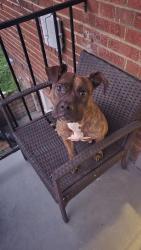Found/Stray Female Dog last seen Camden and 34th St Se Washington, DC, Washington, DC 20020