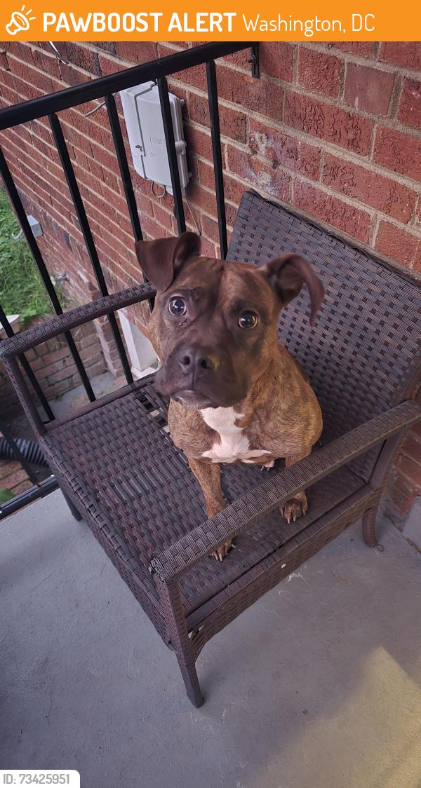 Found/Stray Female Dog last seen Camden and 34th St Se Washington, DC, Washington, DC 20020