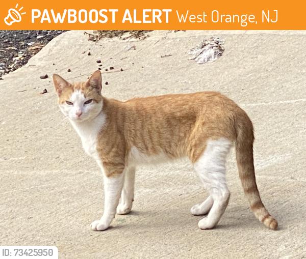 Found/Stray Unknown Cat last seen Parking lot of McClellan Terrace, West Orange, NJ 07052