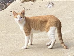 Found/Stray Unknown Cat last seen Parking lot of McClellan Terrace, West Orange, NJ 07052