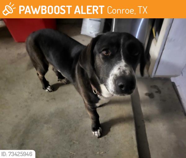Found/Stray Male Dog last seen Willis Waukegan Road close to A&E Stone and landscaping supply, Conroe, TX 77303