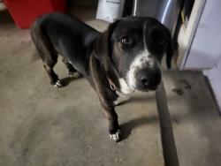 Found/Stray Male Dog last seen Willis Waukegan Road close to A&E Stone and landscaping supply, Conroe, TX 77303