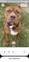 Lost Female Dog last seen Kenosha, West Allis, WI 53214