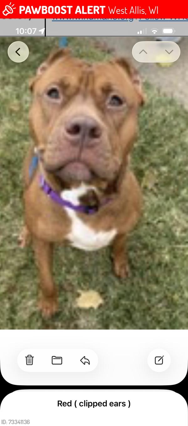 Lost Female Dog last seen Kenosha, West Allis, WI 53214