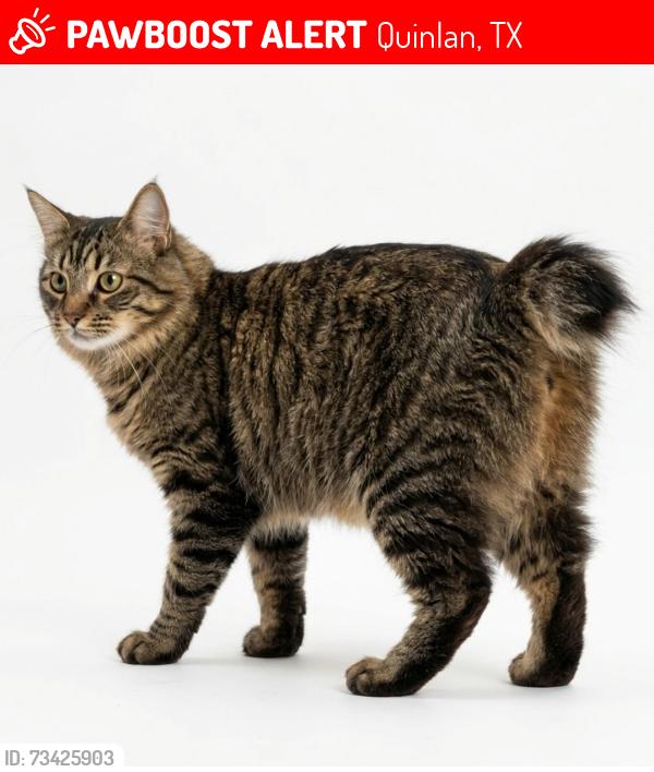 Lost Female Cat last seen Fm 36 county road 2277 Quinlan Texas, Quinlan, TX 75474