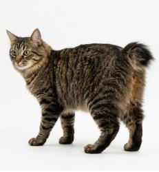 Lost Female Cat last seen Fm 36 county road 2277 Quinlan Texas, Quinlan, TX 75474