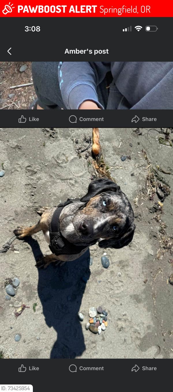 Lost Female Dog last seen Mill and pioneer parkway, Springfield, OR 97477