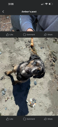 Lost Female Dog last seen Mill and pioneer parkway, Springfield, OR 97477