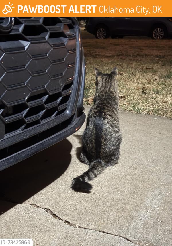 Found/Stray Unknown Cat last seen Independence middle school, Oklahoma City, OK 73116