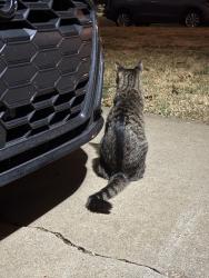 Found/Stray Unknown Cat last seen Independence middle school, Oklahoma City, OK 73116