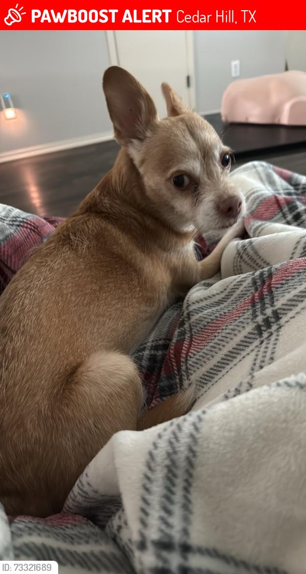 Lost Male Dog last seen Jones and south highland dr, Cedar Hill, TX 75104
