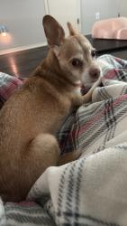 Lost Male Dog last seen Jones and south highland dr, Cedar Hill, TX 75104