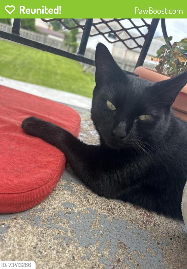 Reunited Male Cat last seen West kings highway and James st, Mount Ephraim, NJ 08059