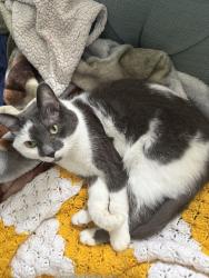 Lost Male Cat last seen Derby downs neighborhood, York County, SC 29745