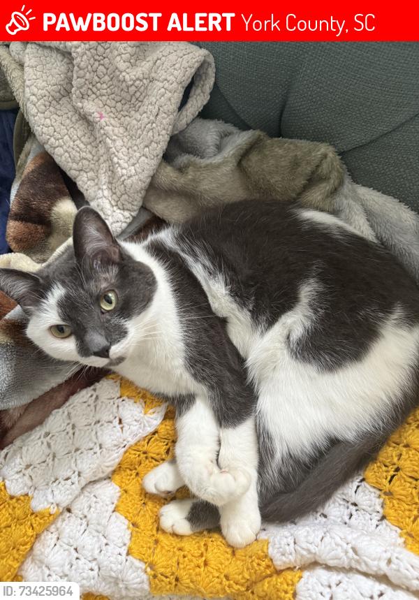 Lost Male Cat last seen Derby downs neighborhood, York County, SC 29745