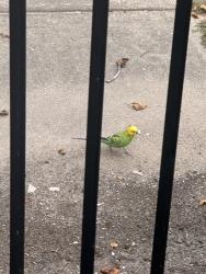 Found/Stray Unknown Bird last seen Stadium courtyard on west side of winnemac park, Chicago, IL 60625