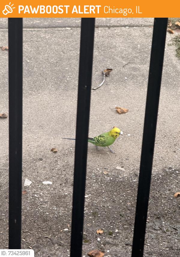 Found/Stray Unknown Bird last seen Stadium courtyard on west side of winnemac park, Chicago, IL 60625
