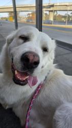 Lost Female Dog last seen Intersection of Imperial Highway and S Broadway, Los Angeles, CA 90061