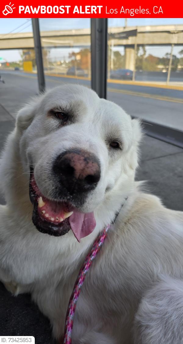 Lost Female Dog last seen Intersection of Imperial Highway and S Broadway, Los Angeles, CA 90061