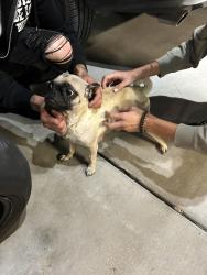 Found/Stray Female Dog last seen Carlisle and Candelaria, Albuquerque, NM 87110