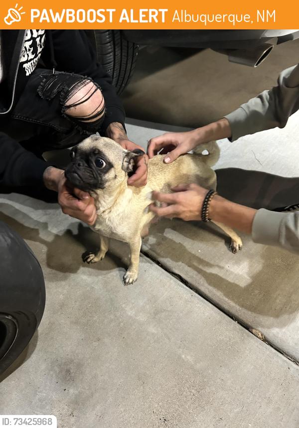 Found/Stray Female Dog last seen Carlisle and Candelaria, Albuquerque, NM 87110