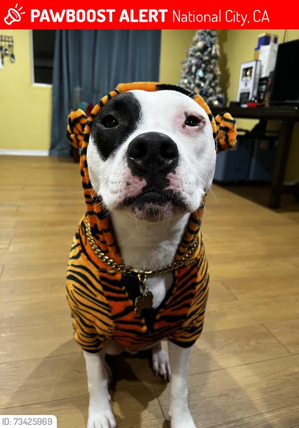 Lost Male Dog last seen Starbucks, National City, CA 91950