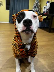 Lost Male Dog last seen Starbucks, National City, CA 91950