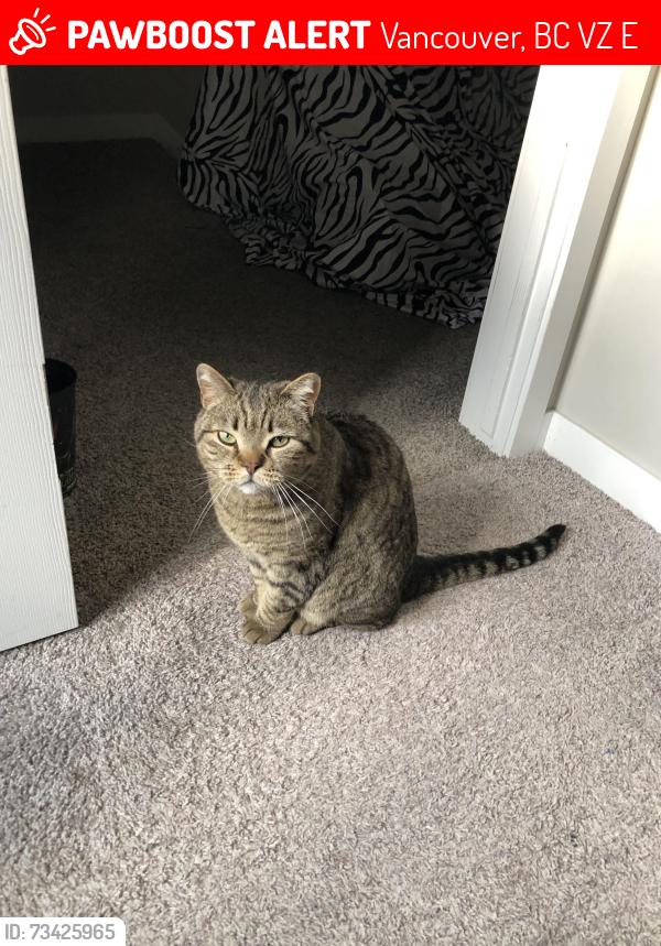 Lost Male Cat last seen Near W 26 ave, Vancouver, BC V5Z 2E9