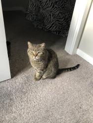 Lost Male Cat last seen Near W 26 ave, Vancouver, BC V5Z 2E9