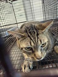 Shelter Stray Male Cat last seen , West Valley Animal Shelter, 20655 Plummer St, Chatsworth, CA 91311, USA